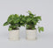 Plant in a Box - Syngonium 'Pixie' - Set van 2 - Pijlpuntplant - Snelgroeiende kamerplant met heldere bladkleuren - Pot 12cm - Hoogte 25-40cm