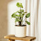 Plant in a Box - Syngonium 'Pixie' - Set van 2 - Pijlpuntplant - Snelgroeiende kamerplant met heldere bladkleuren - Pot 12cm - Hoogte 25-40cm