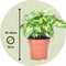 Plant in a Box - Syngonium 'Pixie' - Set van 2 - Pijlpuntplant - Snelgroeiende kamerplant met heldere bladkleuren - Pot 12cm - Hoogte 25-40cm