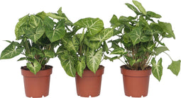 Plant in a Box - Syngonium 'Pixie' - Set van 3 - Pijlpuntplant - Snelgroeiende kamerplant met heldere bladkleuren - Pot 12cm - Hoogte 25-40cm