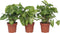 Plant in a Box - Syngonium 'Pixie' - Set van 3 - Pijlpuntplant - Snelgroeiende kamerplant met heldere bladkleuren - Pot 12cm - Hoogte 25-40cm