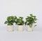 Plant in a Box - Syngonium 'Pixie' - Set van 3 - Pijlpuntplant - Snelgroeiende kamerplant met heldere bladkleuren - Pot 12cm - Hoogte 25-40cm