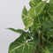 Plant in a Box - Syngonium 'Pixie' - Set van 3 - Pijlpuntplant - Snelgroeiende kamerplant met heldere bladkleuren - Pot 12cm - Hoogte 25-40cm