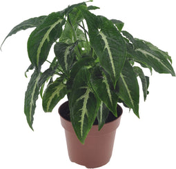 Plant in a Box - Syngonium Wendlandii - Groene kamerplant - Klimplant - Hangplant - Pot 12cm - Hoogte 20-30cm