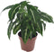 Plant in a Box - Syngonium Wendlandii - Groene kamerplant - Klimplant - Hangplant - Pot 12cm - Hoogte 20-30cm