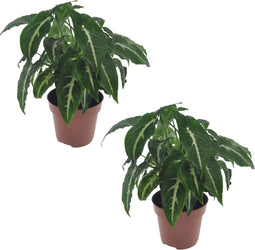 Plant in a Box - Syngonium Wendlandii - Set de 2 - Groene kamerplant - Klimplant - Hangplant - Pot 12cm - Hoogte 20-30cm