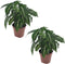 Plant in a Box - Syngonium Wendlandii - Set de 2 - Groene kamerplant - Klimplant - Hangplant - Pot 12cm - Hoogte 20-30cm