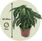 Plant in a Box - Syngonium Wendlandii - Set de 2 - Groene kamerplant - Klimplant - Hangplant - Pot 12cm - Hoogte 20-30cm