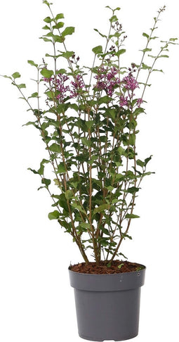 Plant in a Box - Syringa Bloomerang Dark Purple - Sering - Sierstruik - Pot 19cm - Hoogte 55-65cm