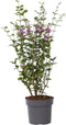 Plant in a Box - Syringa Bloomerang Dark Purple - Sering - Sierstruik - Pot 19cm - Hoogte 55-65cm