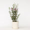 Plant in a Box - Syringa Bloomerang Dark Purple - Sering - Sierstruik - Pot 19cm - Hoogte 55-65cm