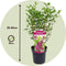 Plant in a Box - Syringa Bloomerang Dark Purple - Sering - Sierstruik - Pot 19cm - Hoogte 55-65cm
