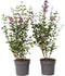 Plant in a Box - Syringa Bloomerang Dark Purple - Set van 2 - Sering - Sierstruik - Pot 19cm - Hoogte 55-65cm