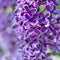 Plant in a Box - Syringa Bloomerang Dark Purple - Set van 2 - Sering - Sierstruik - Pot 19cm - Hoogte 55-65cm