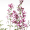 Plant in a Box - Syringa Bloomerang Dark Purple - Set van 2 - Sering - Sierstruik - Pot 19cm - Hoogte 55-65cm