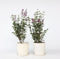 Plant in a Box - Syringa Bloomerang Dark Purple - Set van 2 - Sering - Sierstruik - Pot 19cm - Hoogte 55-65cm