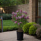 Plant in a Box - Syringa Bloomerang Dark Purple - Set van 2 - Sering - Sierstruik - Pot 19cm - Hoogte 55-65cm