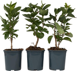 Plant in a Box - Syringa 'Ludwig Spath', 'Michel Buchner', 'Mme Lemoine' - Seringenmix van 3 - Pot 17cm - Hoogte 25-40cm