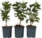 Plant in a Box - Syringa 'Ludwig Spath', 'Michel Buchner', 'Mme Lemoine' - Seringenmix van 3 - Pot 17cm - Hoogte 25-40cm