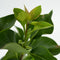 Plant in a Box - Syringa 'Ludwig Spath', 'Michel Buchner', 'Mme Lemoine' - Seringenmix van 3 - Pot 17cm - Hoogte 25-40cm