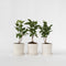 Plant in a Box - Syringa 'Ludwig Spath', 'Michel Buchner', 'Mme Lemoine' - Seringenmix van 3 - Pot 17cm - Hoogte 25-40cm