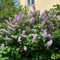 Plant in a Box - Syringa 'Ludwig Spath', 'Michel Buchner', 'Mme Lemoine' - Seringenmix van 3 - Pot 17cm - Hoogte 25-40cm