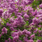 Plant in a Box - Syringa 'Ludwig Spath', 'Michel Buchner', 'Mme Lemoine' - Seringenmix van 3 - Pot 17cm - Hoogte 25-40cm