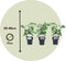 Plant in a Box - Syringa 'Ludwig Spath', 'Michel Buchner', 'Mme Lemoine' - Seringenmix van 3 - Pot 17cm - Hoogte 25-40cm