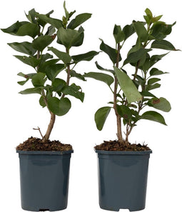 Plant in a Box - Syringa vulgaris 'Ludwig Spath' - Set van 2 - Sierheester voor in de tuin - Heester met paar-rode bloemen - Pot 17cm - Hoogte 25-40cm