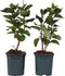 Plant in a Box - Syringa vulgaris 'Ludwig Spath' - Set van 2 - Sierheester voor in de tuin - Heester met paar-rode bloemen - Pot 17cm - Hoogte 25-40cm
