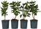 Plant in a Box - Syringa vulgaris 'Ludwig Spath' - Set van 4 - Sierheester voor in de tuin - Heester met paar-rode bloemen - Pot 17cm - Hoogte 25-40cm