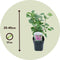 Plant in a Box - Syringa vulgaris 'Ludwig Spath' - Set van 4 - Sierheester voor in de tuin - Heester met paar-rode bloemen - Pot 17cm - Hoogte 25-40cm