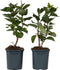 Plant in a Box - Syringa vulgaris 'Michel Buchner' - Set van 2 - Sierheester voor in de tuin - Bijzonder hartvormig blad - Pot 17cm - Hoogte 25-40cm