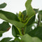 Plant in a Box - Syringa vulgaris 'Michel Buchner' - Set van 2 - Sierheester voor in de tuin - Bijzonder hartvormig blad - Pot 17cm - Hoogte 25-40cm