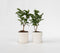 Plant in a Box - Syringa vulgaris 'Michel Buchner' - Set van 2 - Sierheester voor in de tuin - Bijzonder hartvormig blad - Pot 17cm - Hoogte 25-40cm