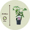 Plant in a Box - Syringa vulgaris 'Michel Buchner' - Set van 2 - Sierheester voor in de tuin - Bijzonder hartvormig blad - Pot 17cm - Hoogte 25-40cm