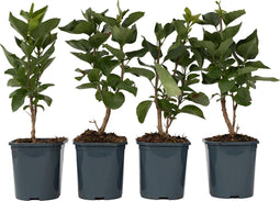 Plant in a Box - Syringa vulgaris 'Michel Buchner' - Set van 4 - Sierheester voor in de tuin - Bijzonder hartvormig blad - Pot 17cm - Hoogte 25-40cm