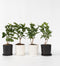 Plant in a Box - Syringa vulgaris 'Michel Buchner' - Set van 4 - Sierheester voor in de tuin - Bijzonder hartvormig blad - Pot 17cm - Hoogte 25-40cm