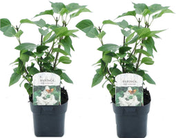 Plant in a Box - Syringa vulgaris 'Mme Lemoine' - Set van 2 sierstruiken - Prachtige witte geurende bloemen - Pot 17cm - Hoogte 25-40cm