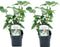 Plant in a Box - Syringa vulgaris 'Mme Lemoine' - Set van 2 sierstruiken - Prachtige witte geurende bloemen - Pot 17cm - Hoogte 25-40cm