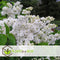 Plant in a Box - Syringa vulgaris 'Mme Lemoine' - Set van 2 sierstruiken - Prachtige witte geurende bloemen - Pot 17cm - Hoogte 25-40cm