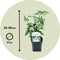 Plant in a Box - Syringa vulgaris 'Mme Lemoine' - Set van 2 sierstruiken - Prachtige witte geurende bloemen - Pot 17cm - Hoogte 25-40cm
