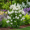 Plant in a Box - Syringa vulgaris 'Mme Lemoine' - Set van 4 sierstruiken - Prachtige witte geurende bloemen - Pot 17cm - Hoogte 25-40cm