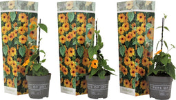 Plant in a Box - Thunbergia alata 'New Orange' - Set van 3 - Oranje Bloeiende klimplanten - Pot 9cm - Hoogte 25-40cm