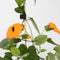 Plant in a Box - Thunbergia alata 'New Orange' - Set van 3 - Oranje Bloeiende klimplanten - Pot 9cm - Hoogte 25-40cm
