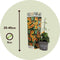 Plant in a Box - Thunbergia alata 'New Orange' - Set van 3 - Oranje Bloeiende klimplanten - Pot 9cm - Hoogte 25-40cm
