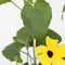 Plant in a Box - Thunbergia - Mix van 3 - Geel, Oranje, Rood - Bloeiende klimplanten - Pot 9cm - Hoogte 25-40cm