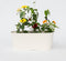 Plant in a Box - Thunbergia - Mix van 3 - Geel, Oranje, Rood - Bloeiende klimplanten - Pot 9cm - Hoogte 25-40cm