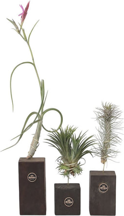 Plant in a Box - Tillandsia Burnt Wood Trio - 3 Mix Luchtplanten Echt - Decoratief Verbrand Hout - Hoogte 30-35cm