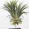 Plant in a Box - Tillandsia Burnt Wood Trio - 3 Mix Luchtplanten Echt - Decoratief Verbrand Hout - Hoogte 30-35cm